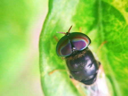 Breeze files beautiful eyes on leafの素材