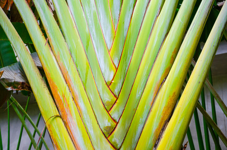 A symmetric old green banana tree trunkの写真素材