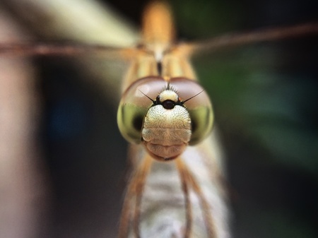 Dragonfly macro on branch with forest の素材