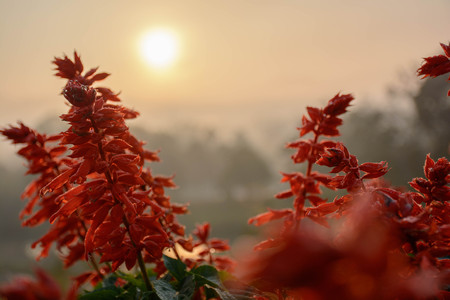 golden morning in the winterの写真素材
