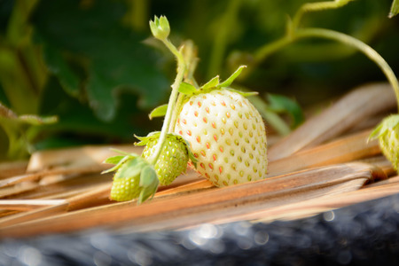 fresh strawberry in gardenの写真素材