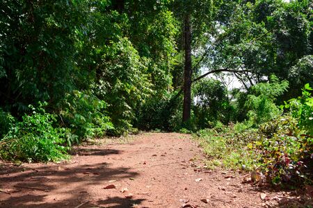 Green forest with road in sunny dayの写真素材