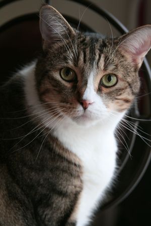 Cat Portraitの写真素材