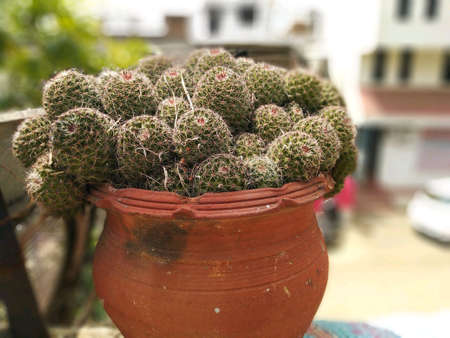 Cactus treeの素材