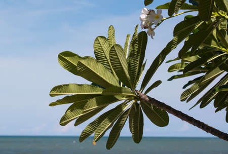 Plumeria flowerの写真素材