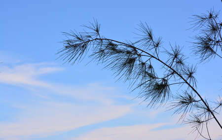 Pine skyの写真素材