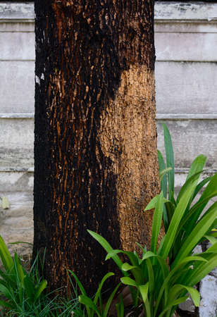 stub treeの写真素材