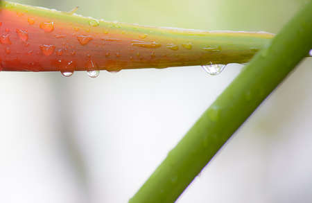 Water drops on flowerの写真素材
