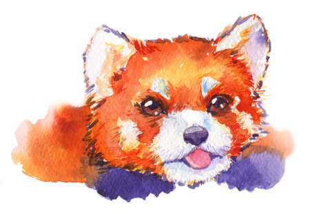 Watercolor red panda animal hand drawn illustrationの写真素材