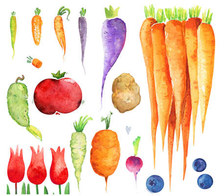 Vegetables watercolor set isolatedの写真素材