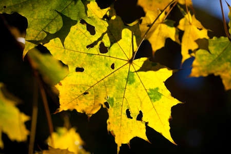 Yellow autumn maple leaf