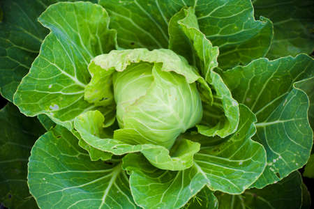 head of cabbage の写真素材