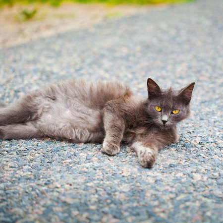Dark cat with yellow eyes lying on the ground の写真素材