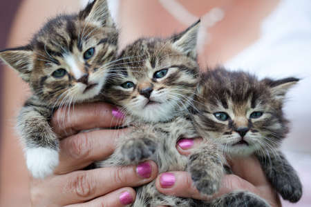 Three small kittens の写真素材
