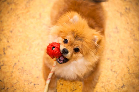 	Spitz puppy dog lying on the floor with a toy-ball in his mouth 