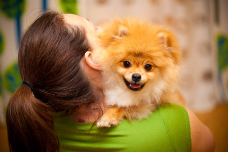 Spitz dog sits in the hands of the mistressの写真素材