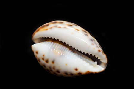 Marine shell, isolated on a black の写真素材