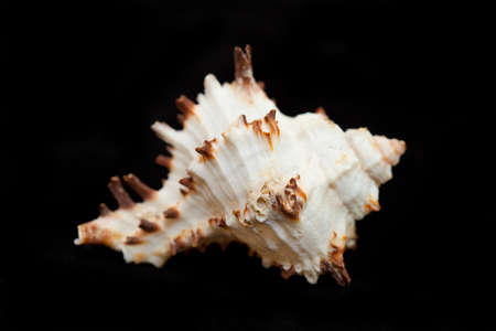 	white sea shell with brown spikes on a black の写真素材