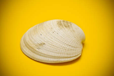 Conch shell close-upの写真素材
