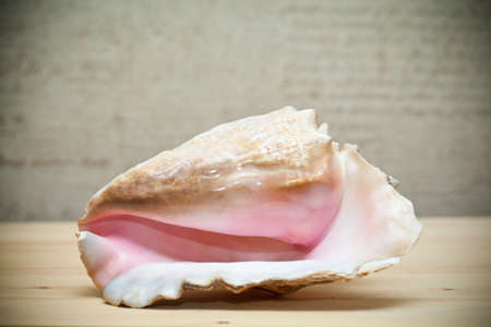 Large sea shell beige and pinkの写真素材