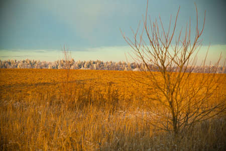 Autumn landscape at sunset, field, dry tree in the foreground