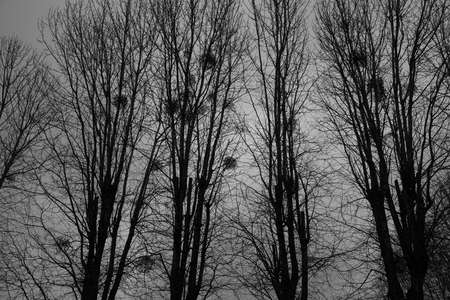 Grim landscape - trees and nests against the background of the night skyの写真素材