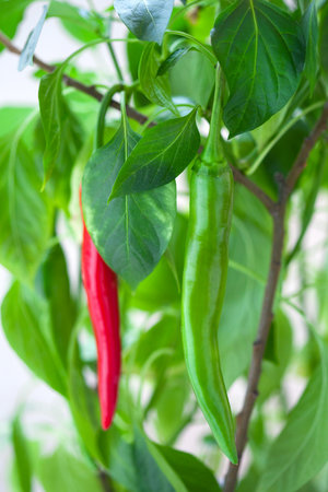 Green and red chili peppers hanging on a branchの写真素材