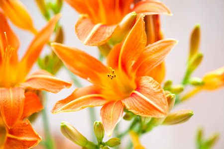 Orange Lily flowers close upの写真素材