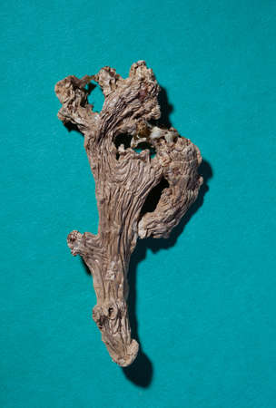 Dried ginger on a turquoise backgroundの写真素材