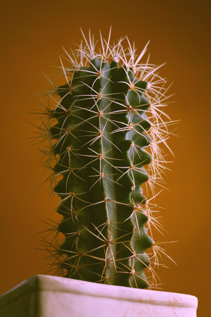 Beautiful cactus with thorns. Homemade cactus in a potの写真素材