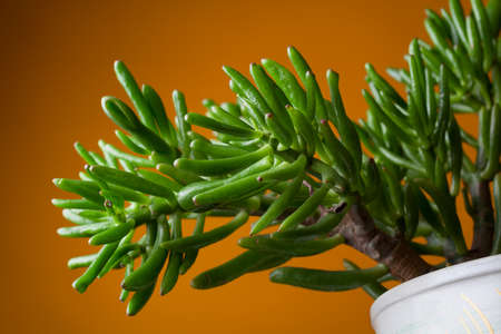 Succulents close-up on an orange backgroundの写真素材