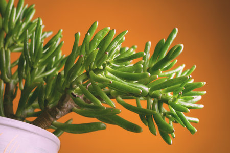 Succulent plant close up. Homemade cactus in a potの写真素材