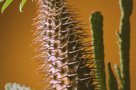 Cactus thorns close up on an orange background