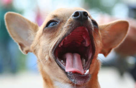 Crazy looking dog in the middle of a yawn with ears and mouth wide openの写真素材