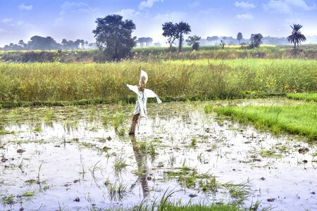 Landscape image of a beautiful village, Paddy field, clouds, sky, winterの写真素材