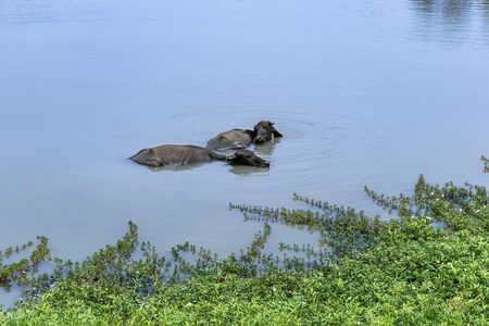 Buffalo swimming in a beautiful pond to cool itself downの写真素材