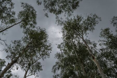 The green trees top in forest cloudy sky and sun beams shining through leaves. Bottom view.