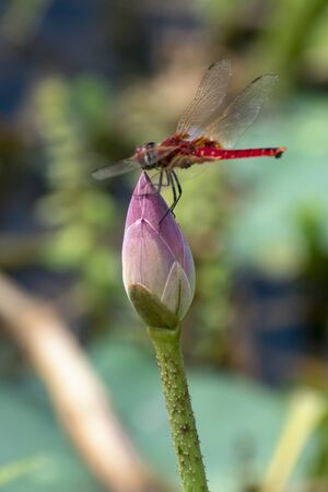 Lotus flower, the lotus ponds in the peaceful and quiet countryside. The background is the lotus leaf and lotus bud and lotus flower and treeの写真素材