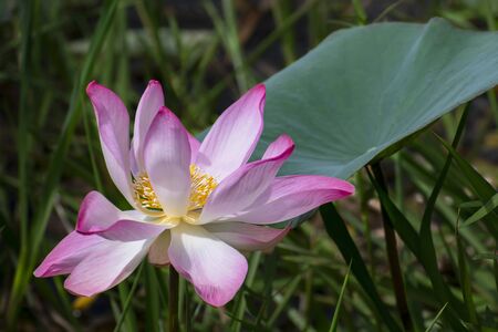 Lotus flower, the lotus ponds in the peaceful and quiet countryside. The background is the lotus leaf and lotus bud and lotus flower and treeの写真素材