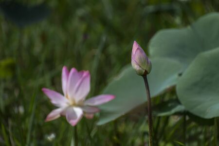 Lotus flower, the lotus ponds in the peaceful and quiet countryside. The background is the lotus leaf and lotus bud and lotus flower and treeの写真素材