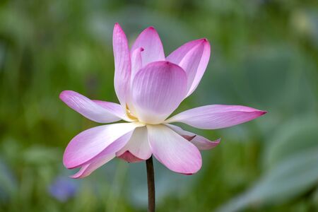 Lotus flower, the lotus ponds in the peaceful and quiet countryside. The background is the lotus leaf and lotus bud and lotus flower and treeの写真素材