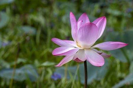 Lotus flower, the lotus ponds in the peaceful and quiet countryside. The background is the lotus leaf and lotus bud and lotus flower and treeの写真素材