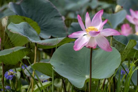 Lotus flower, the lotus ponds in the peaceful and quiet countryside. The background is the lotus leaf and lotus bud and lotus flower and treeの写真素材