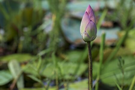 Lotus flower, the lotus ponds in the peaceful and quiet countryside. The background is the lotus leaf and lotus bud and lotus flower and treeの写真素材
