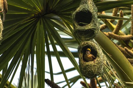 Nests of a baya weaver colony suspended from a palm tree, The baya weaver (Ploceus philippinus) is a...
