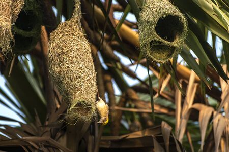 Nests of a baya weaver colony suspended from a palm tree, The baya weaver (Ploceus philippinus) is a weaverbird found across the Indian Subcontinent and Southeast Asia. Species: P. philippinusの写真素材