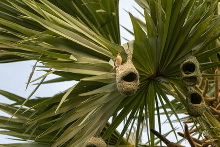 Nests of a baya weaver colony suspended from a palm tree, The baya weaver (Ploceus philippinus) is a weaverbird found across the Indian Subcontinent and Southeast Asia. Species: P. philippinusの写真素材
