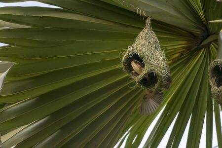 Nests of a baya weaver colony suspended from a palm tree, The baya weaver (Ploceus philippinus) is a weaverbird found across the Indian Subcontinent and Southeast Asia. Species: P. philippinusの写真素材