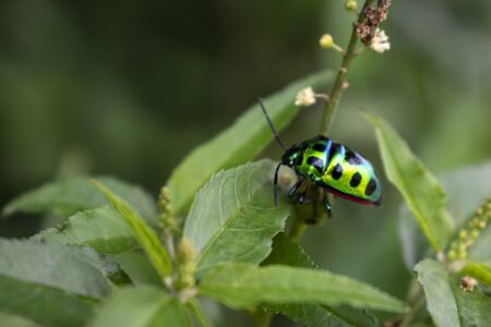 Chrysolina fastuosa, also known as the dead-nettle leaf beetle is a species of beetle from a family of Chrysomelidae found in Asia, Europe, Caucasus and northern Turkeyの写真素材