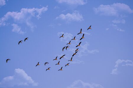 A swarm of birds on the blue sky, clouds, beauty of natureの写真素材